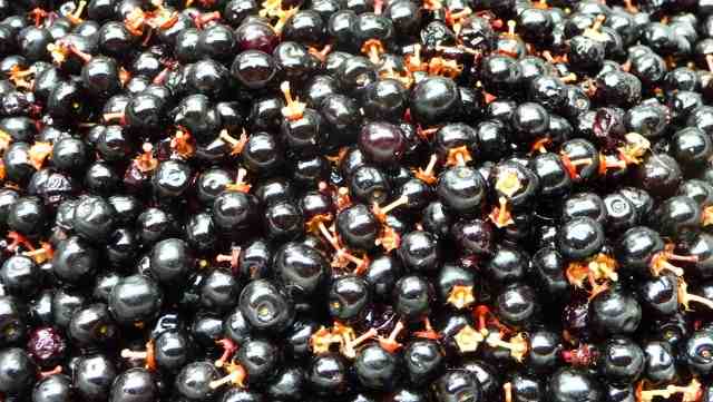 czeremcha amerykańska ma pyszne owoce , warto zrobić z nich przetwory na zimę. Zbieramy czarne, dojrzałe owoce. Super smaczne na surowo, prosto  z drzewa.