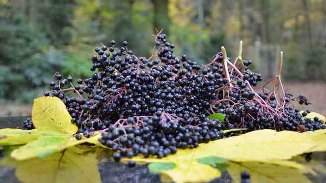 Czarny Bez (Sambucus Nigra) - Właściwości Lecznicze Owoców, Zastosowanie Owoców Dzikiego Bzu. Termin Zbioru Owoców Czarnego Bzu. Poleca 1000 Roślin