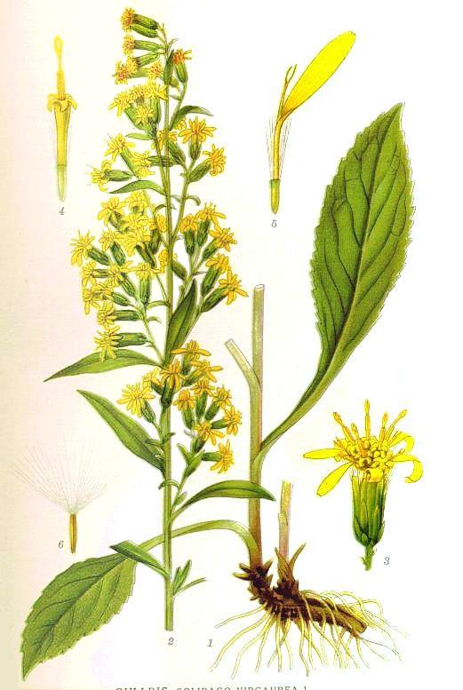 Ziele nawłoci, a zwłaszcza młode liście i kwiaty zawierają sporo antyoksydantów i mogą stanowić substytut zielonej herbaty. Nawłoć - 1000 roślin.