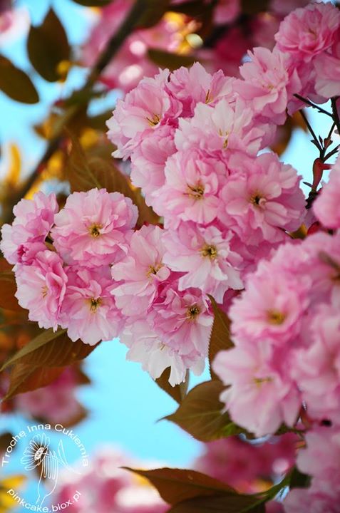 Wiśnia Japońska Sakura