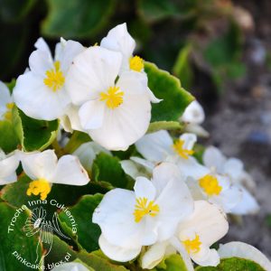 Begonia Wiecznie Kwitnąca, Begonia Stale Kwitnąca, Begonia Semperflorens