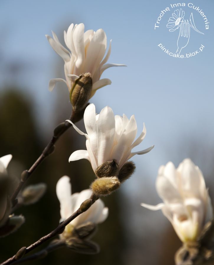 Magnolia – Jadalne Kwiaty