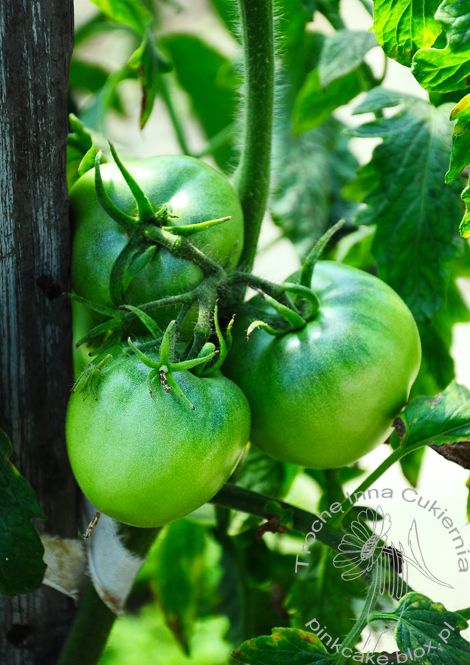 Zielone Pomidory