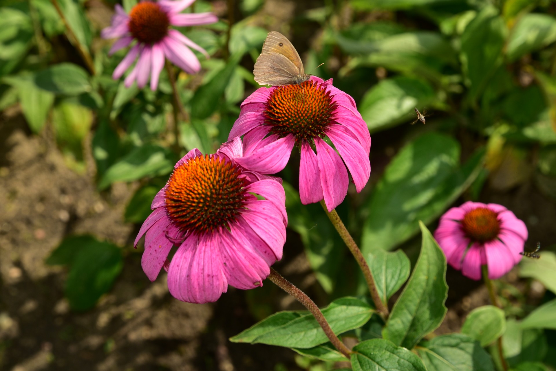 Jeżówka Purpurowa – Kwiat Na Odporność