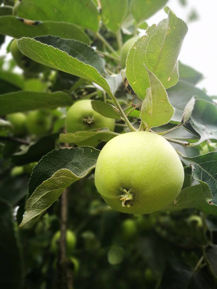 Owoc Jabłoni W Kosmetyce