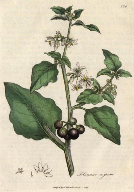 Solanumnigrum, Autor Ryciny James Sowerby, Medical Botany