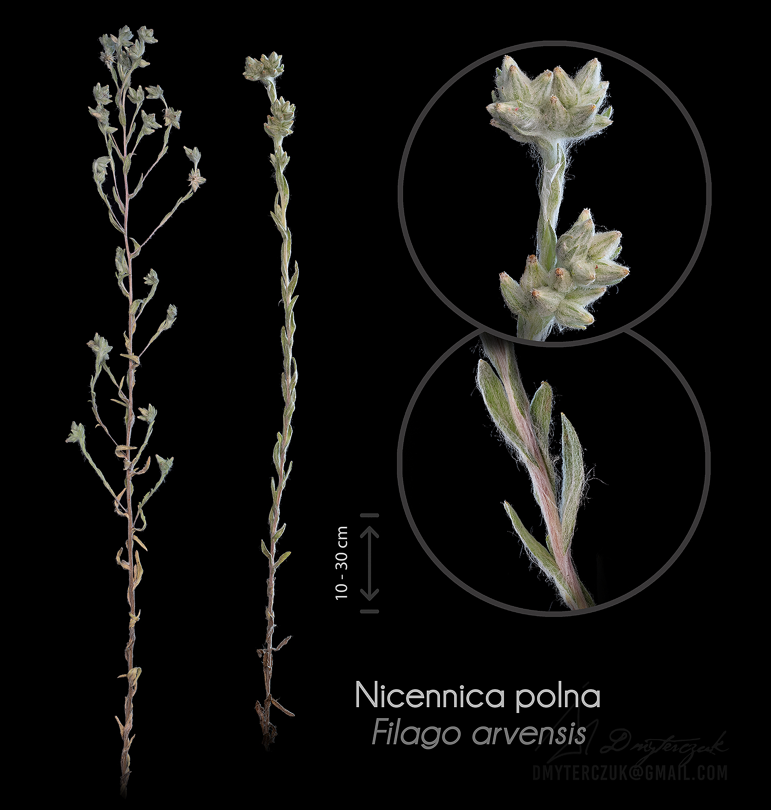 Nicennica Polna (Filago Arvensis)