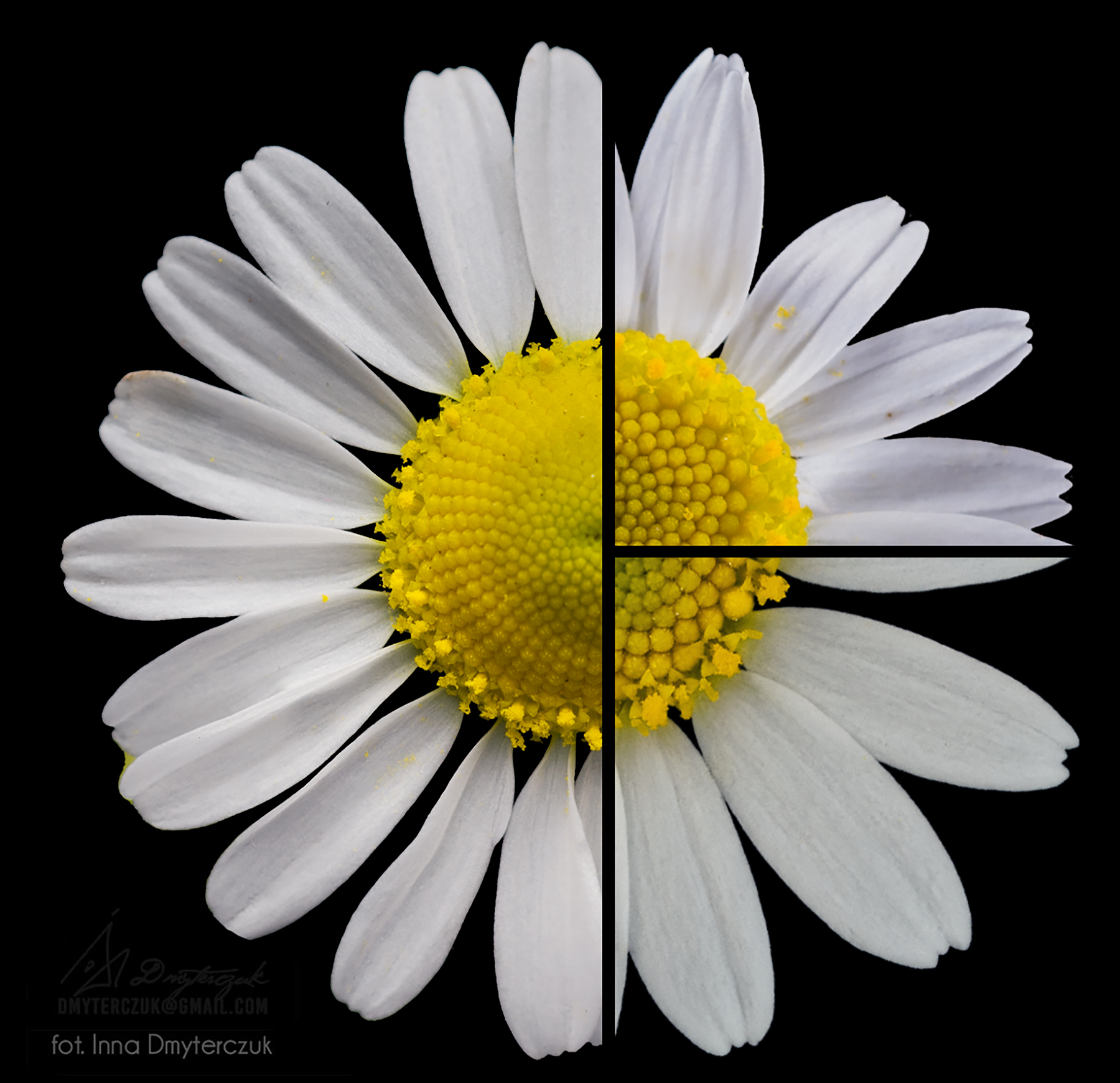 Kwiat Rumianku - Jak Odróżnić