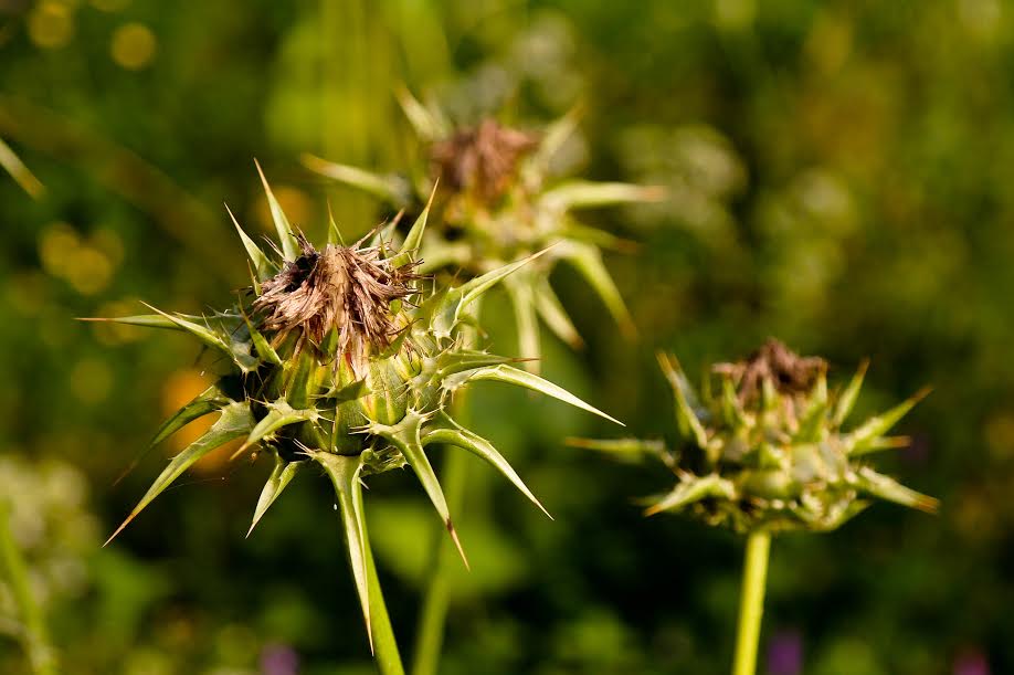 Nasiona Ostropestu Odtruwają I Chronią Wątrobę Przed Toksycznym Działaniem Związków Chemicznych. Ostropest 1000 Roślin