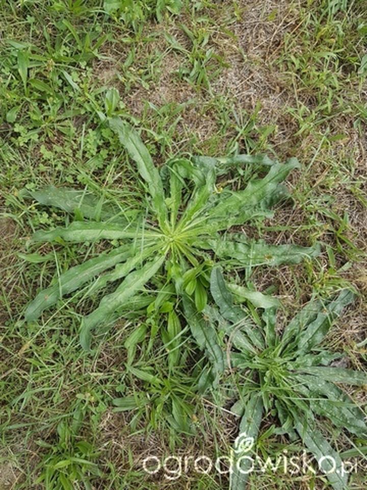 Bezpieczny zbiór dzikich roślin