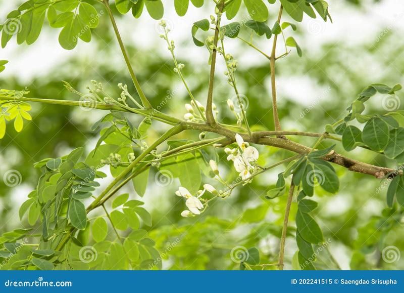 Biologiczne metody zwalczania rzodkwi pospolitej