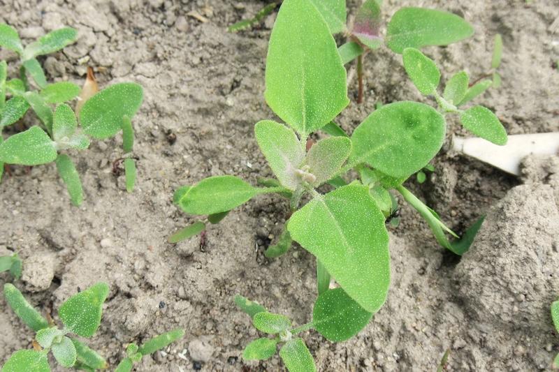 Chemiczne środki chwastobójcze