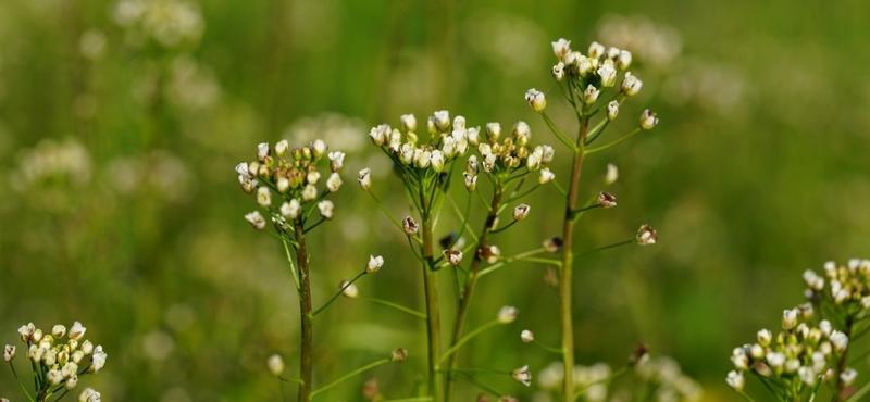 Ekologiczne metody zwalczania chwastów
