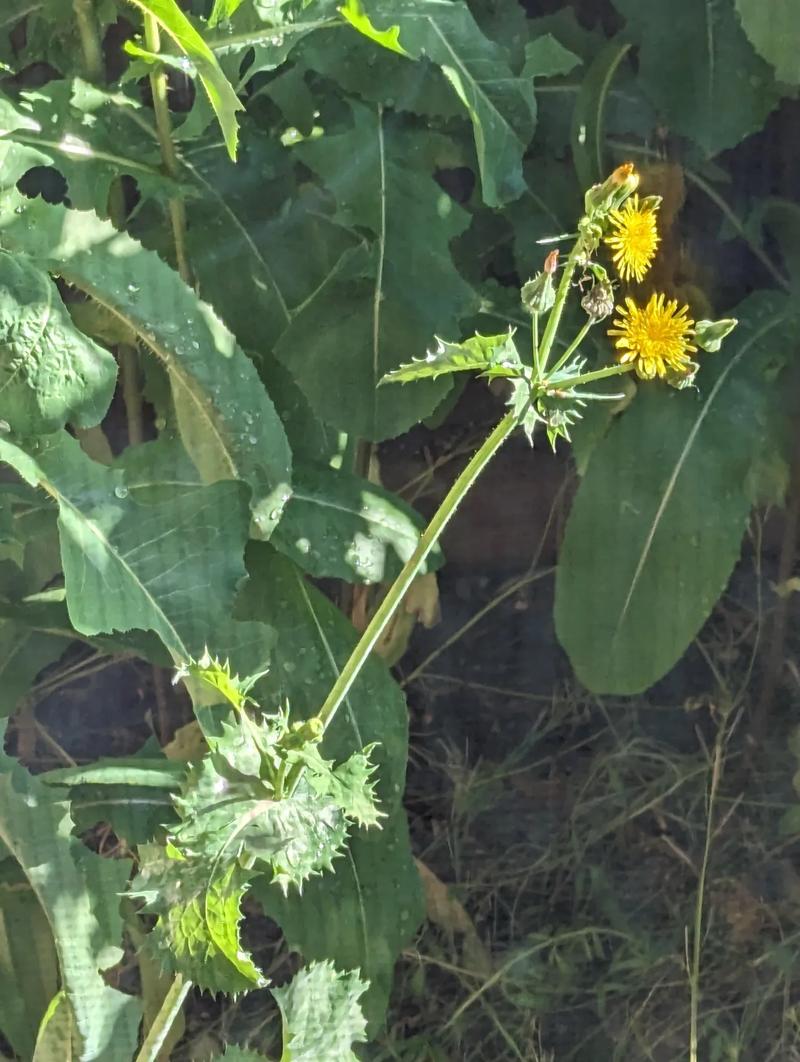 Identyfikacja roślin podobnych