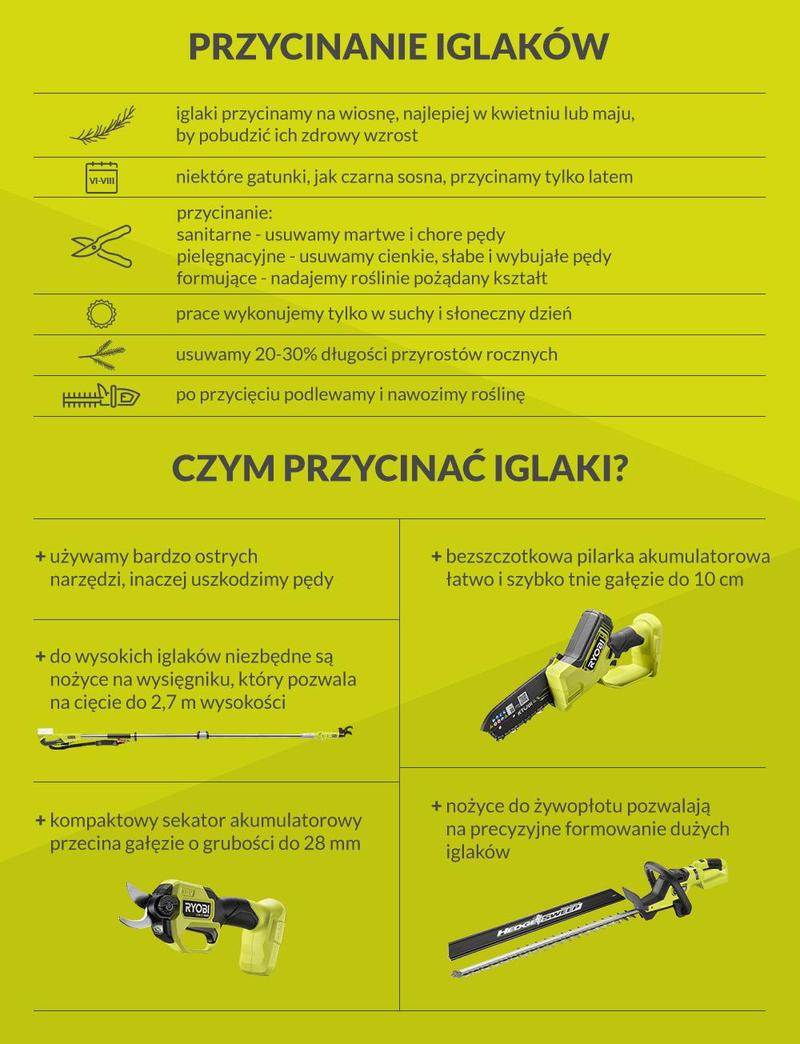 Iglaki na żywopłot