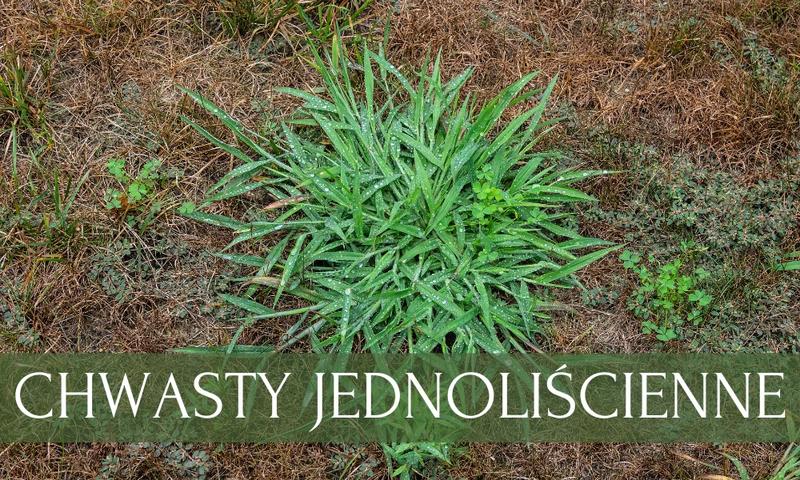 Prewencja i pielęgnacja ogrodu