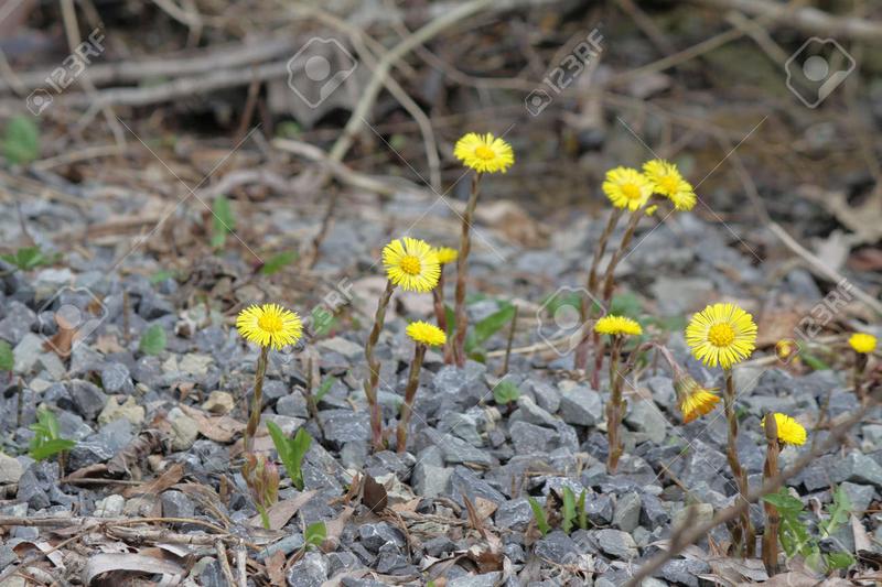 Rozpoznawanie fałszywego mlecza