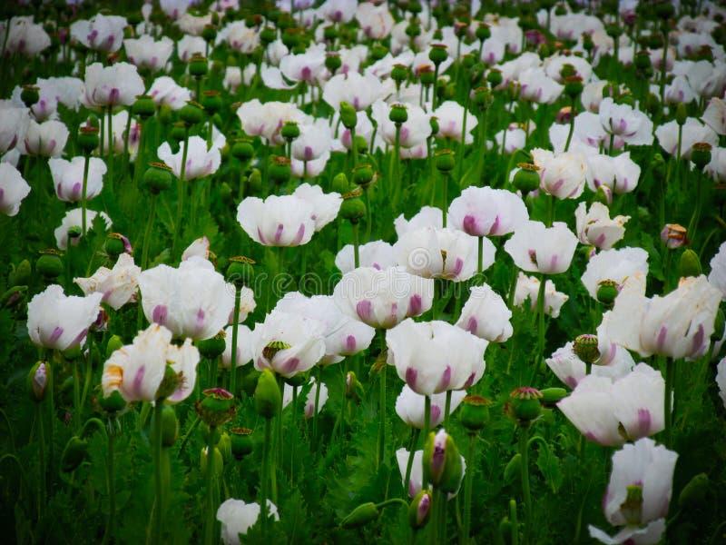 Rzadkie rośliny i ich kwitnienie