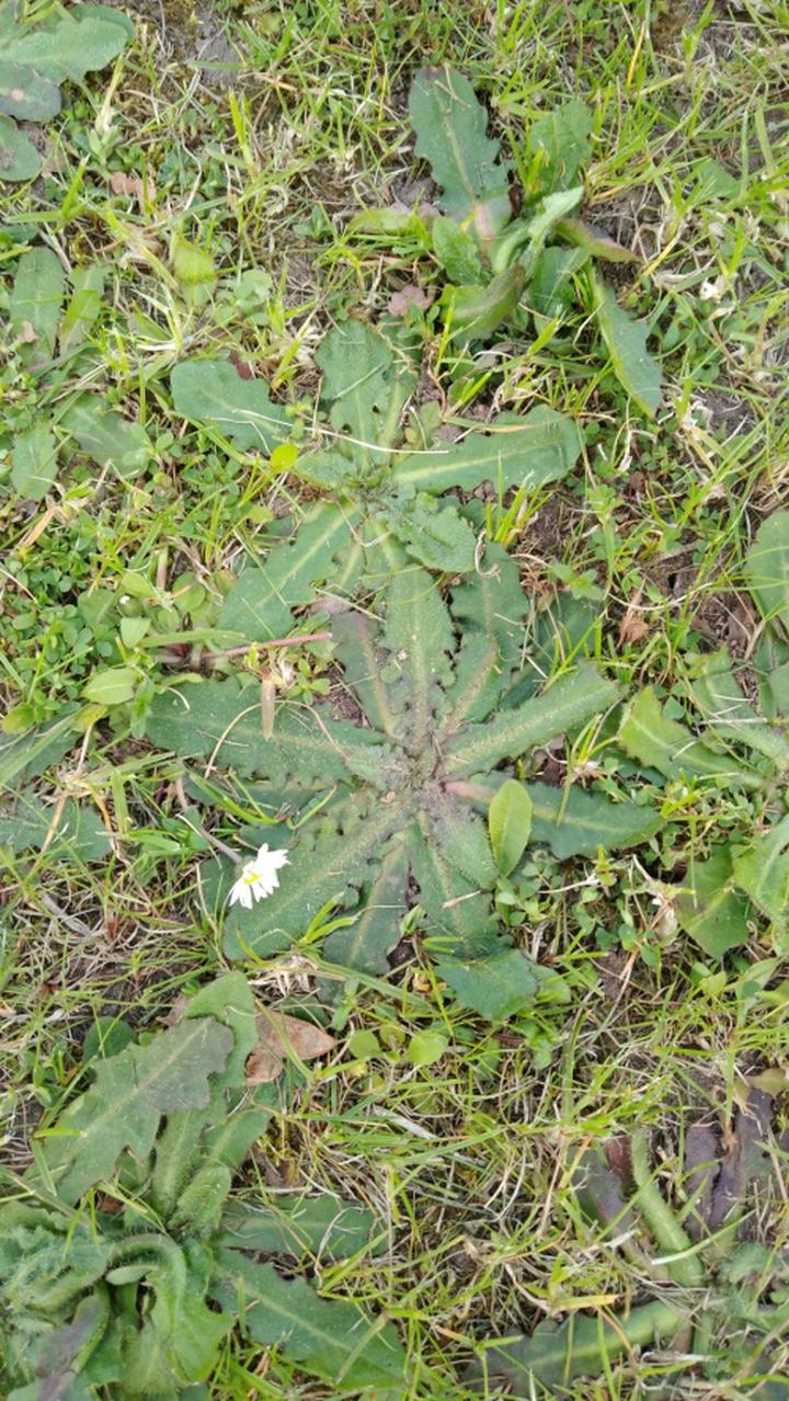 Toksyczność chwastów ogrodowych