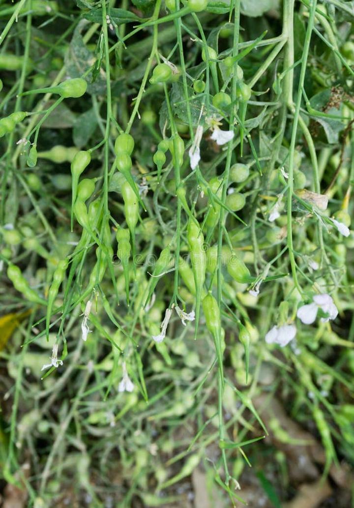 Zwalczanie rzodkwi pospolitej w uprawach rolnych