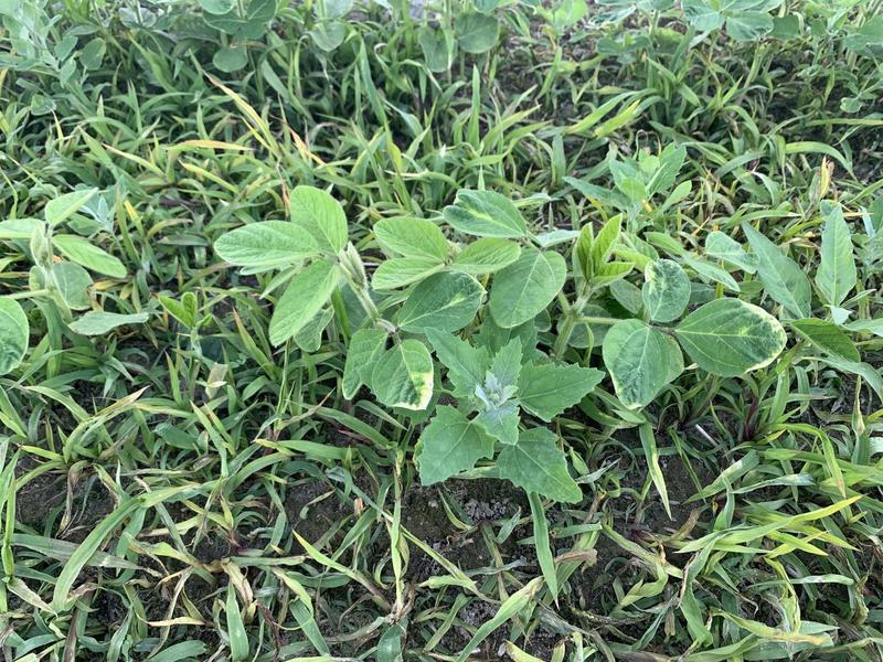 Zwalczanie żółtych chwastów