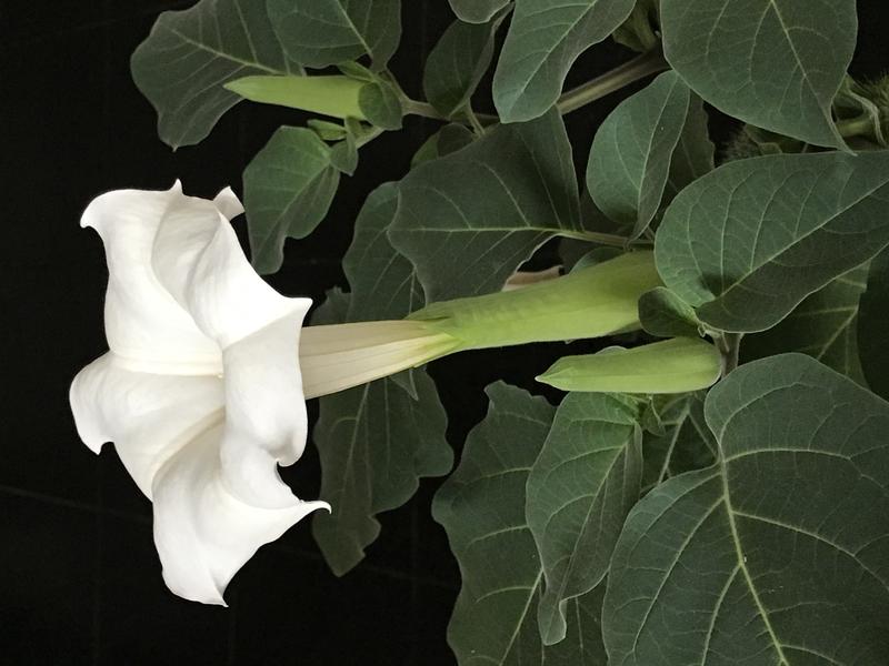 Datura – odkryj, kiedy kwitnie i jakie sekrety kryją jej piękne kwiaty