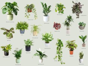 Fusy z kawy: Odkryj najlepsze rośliny do uprawy w domu