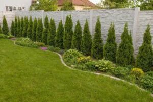 Jak prawidłowo sadzić tuje przy ogrodzeniu, by uniknąć konfliktów z sąsiadami i zapewnić im zdrowy wzrost?