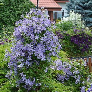 Jak skutecznie sadzić powojniki w donicach, aby uniknąć powszechnych błędów?