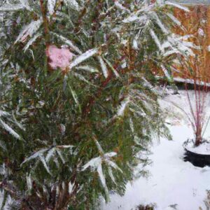 Jak zadbać o oleander podczas zimy? Praktyczne porady na mroźne dni