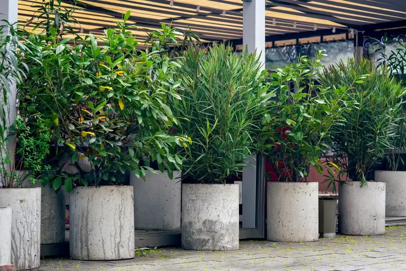 Jakie rośliny najlepiej posadzić w betonowych donicach? Odkryj idealne wybory na każdą porę roku!