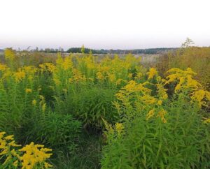 Kiedy i jak kwitnie nawłoć? Poznaj jej sekrety i czas rozkwitu