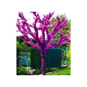 Kiedy judaszowiec zdobi świat kolorowymi kwiatami? Odkryj jego tajemnice