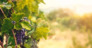 Liście winogron na kompost – odkryj korzyści i zasady skutecznego kompostowania