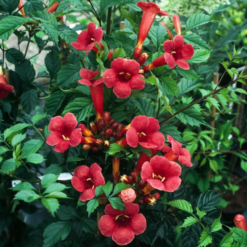 Milin w ogrodzie – dlaczego nie kwitnie? Odkryj najczęstsze przyczyny i ich rozwiązania