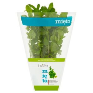 Poradnik dla początkujących: jak prawidłowo zasadzić miętę w doniczce i uniknąć błędów
