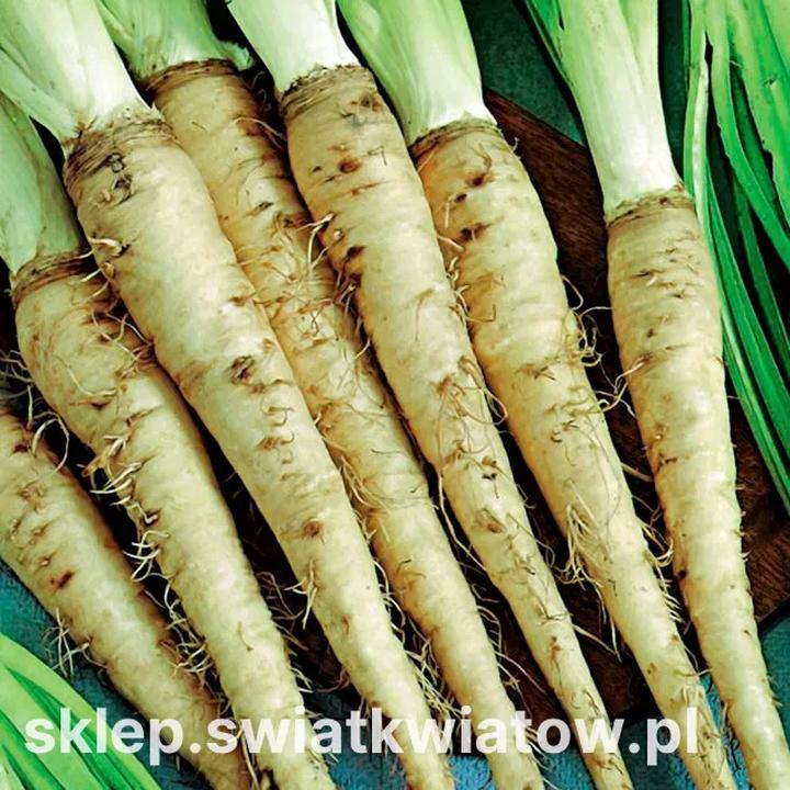 Skuteczne metody walki z rzodkwią pospolitą w uprawach rolnych