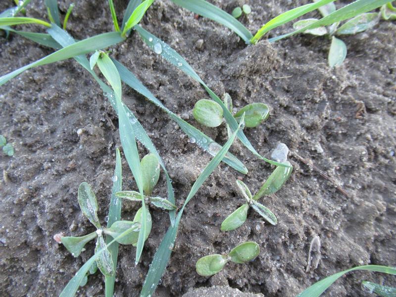 Skuteczne metody walki z żółtymi chwastami w ogrodzie i na polach