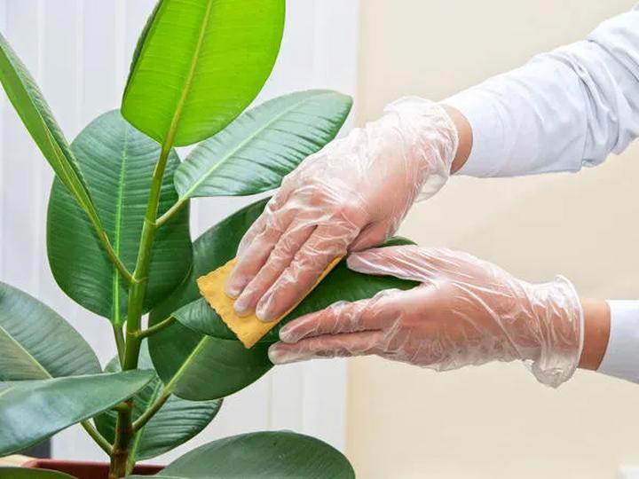 Czyszczenie liści roślin