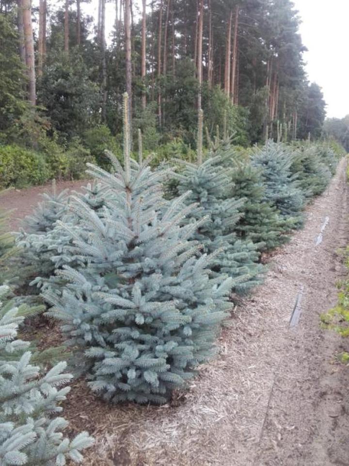 Gatunki świerków do ogrodu