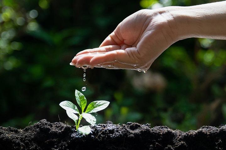 Mycie liści kwiatów doniczkowych