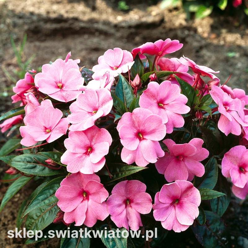 Naturalne metody zwalczania chwastów