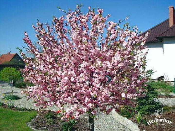 Pielęgnacja migdałka i wydłużenie kwitnienia