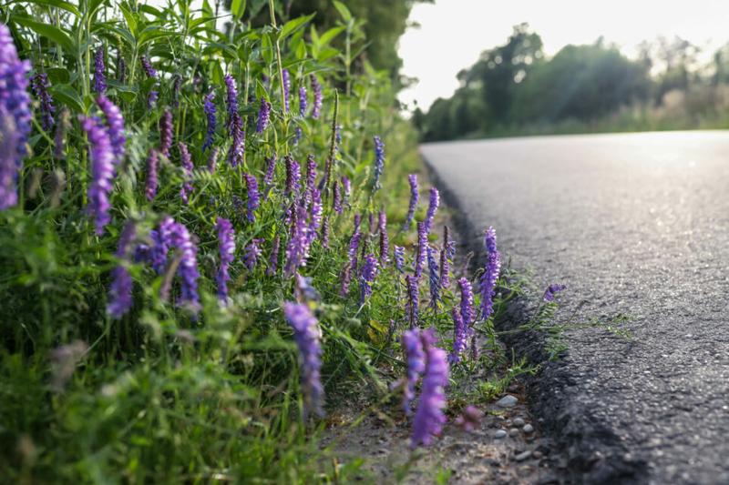 Rośliny okrywowe pod jabłonią