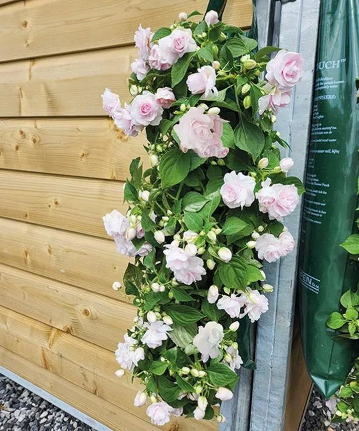 Rozpoznawanie niecierpka chwasta