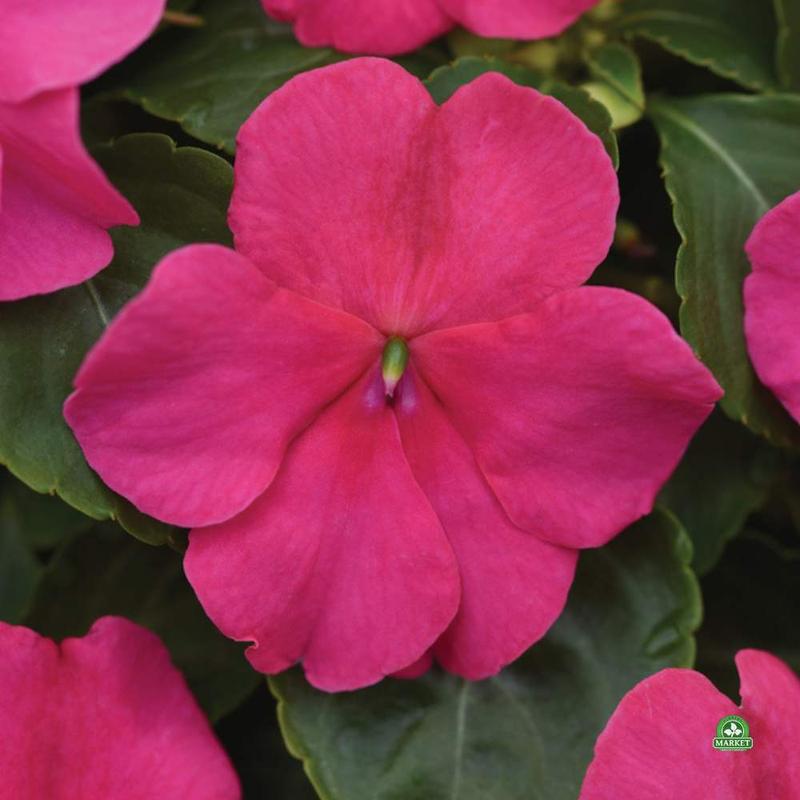 Zwalczanie niecierpka w ogrodzie