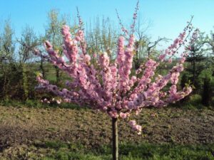 Czas wiosennego piękna: Jak długo kwitnie migdałek i jego tajemnice