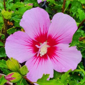 Hibiskus w pełni kwitnienia: jak długo cieszyć się jego pięknem?