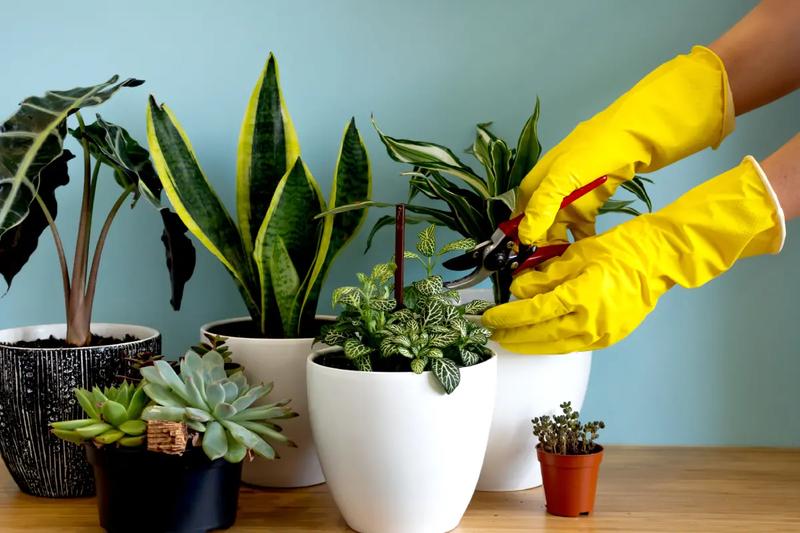 Jak skutecznie myć liście kwiatów, by nie uszkodzić roślin i przywrócić im blask?