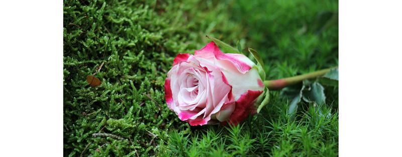 Jakie rośliny posadzić pod jabłonią, aby chronić glebę i zminimalizować szkodniki?